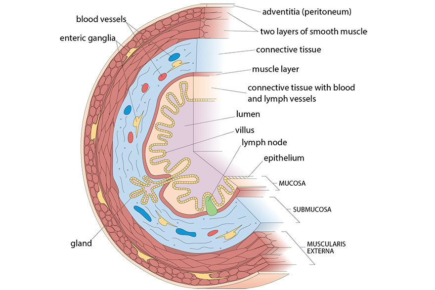 smooth muscle